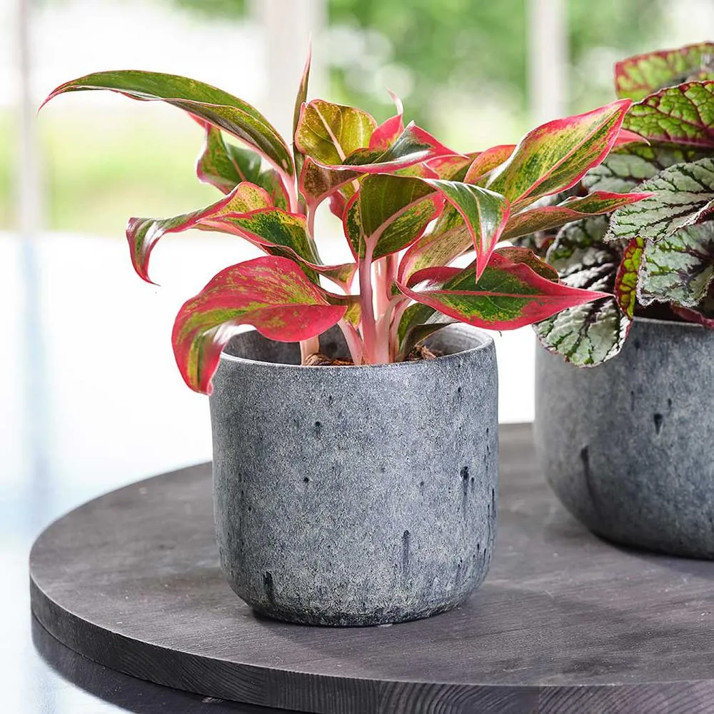 Aglaonema Crete, 35 cm, cu frunze rosii-verzi, planta tropicala exotica, purificatoare de aer, usor de ingrijit