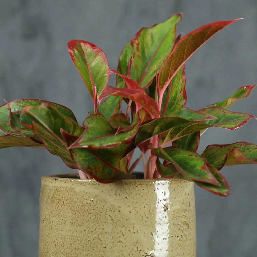 Aglaonema Crete, 35 cm, cu frunze rosii-verzi, planta tropicala exotica, purificatoare de aer, usor de ingrijit