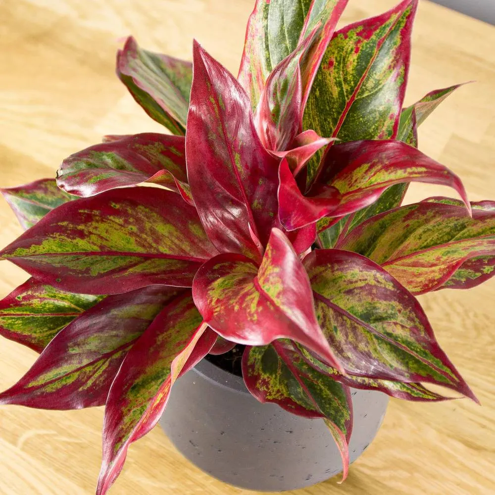 Aglaonema Crete, 35 cm, cu frunze rosii-verzi, planta tropicala exotica, purificatoare de aer, usor de ingrijit