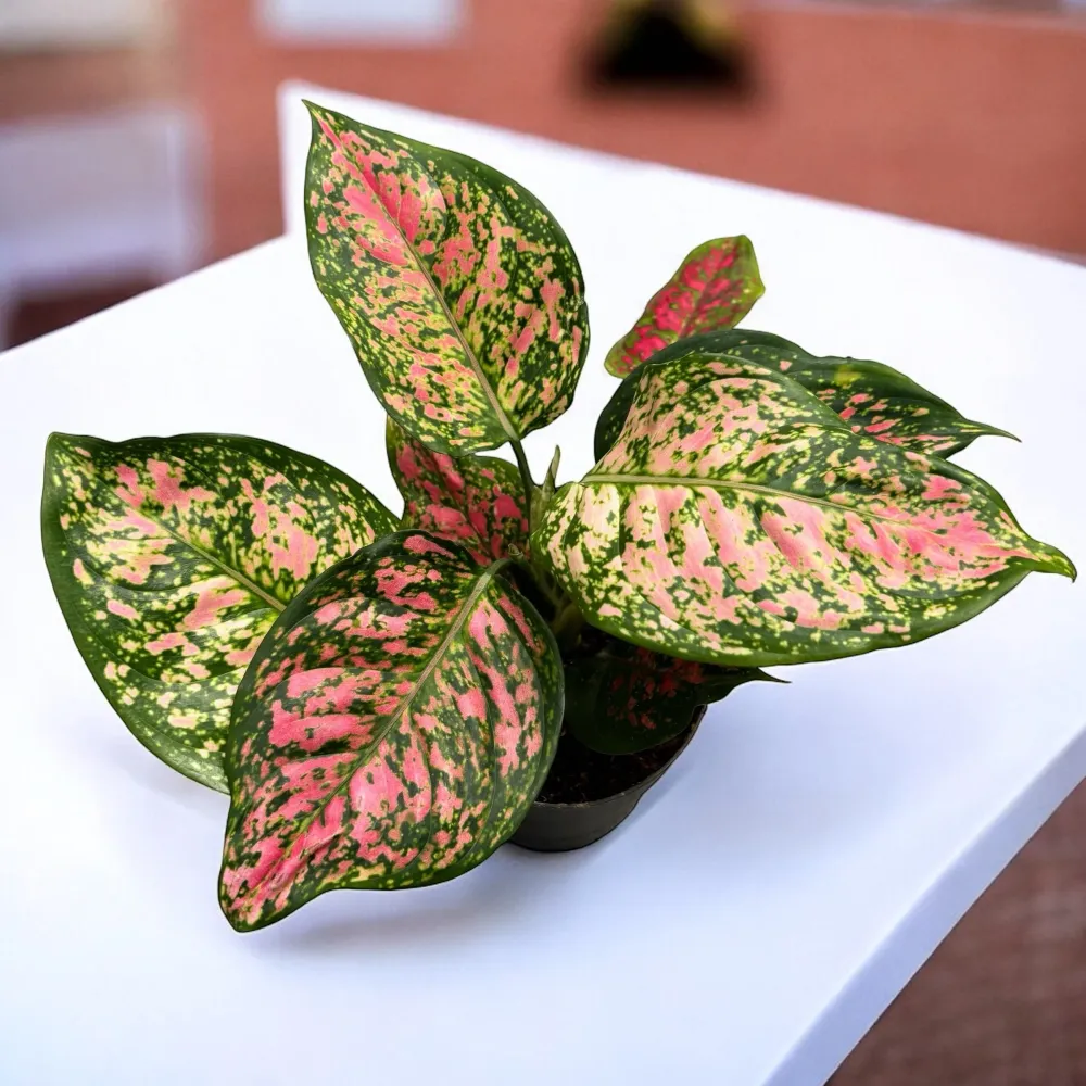 Aglaonema 'Crimson Love'