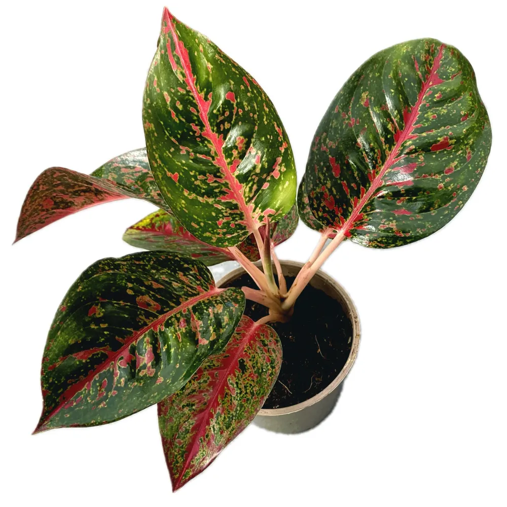 Aglaonema Dark Star