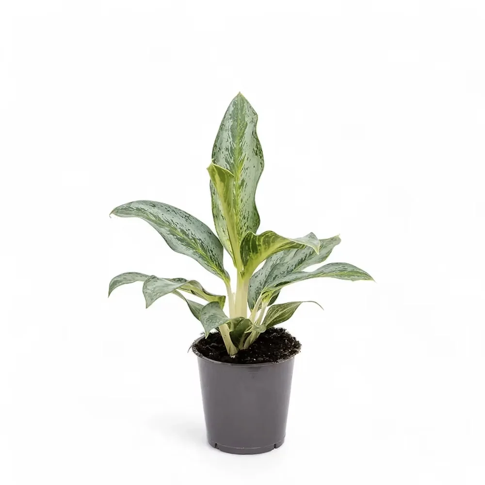 Aglaonema Emerald Green, 60 cm, cu frunze argintii si dungi verzi lucioase, planta tropicala usor de ingrijit, purificatoa...