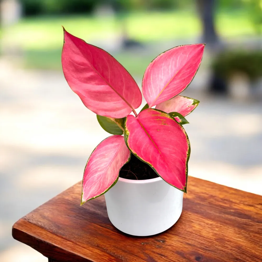 Aglaonema 'Flamingo' - frunzis vibrant nuante de roz intens