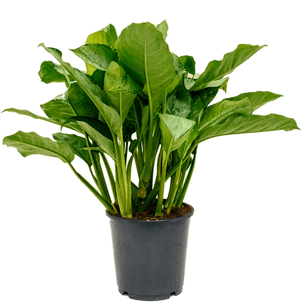 Aglaonema Freedman, frunze verzi si argintii, planta tropicala de interior, usor de ingrijit, purificatoare de aer - 80 cm