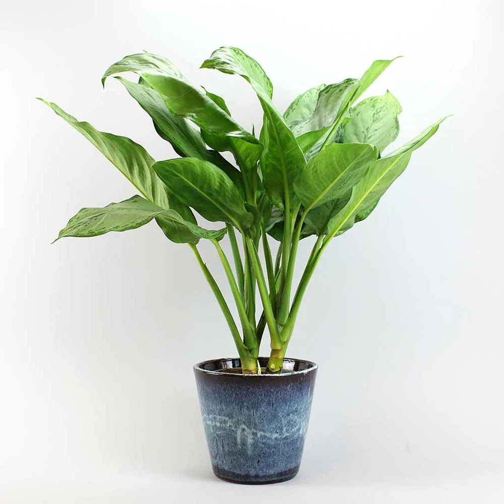 Aglaonema Freedman, frunze verzi si argintii, planta tropicala de interior, usor de ingrijit, purificatoare de aer - 80 cm