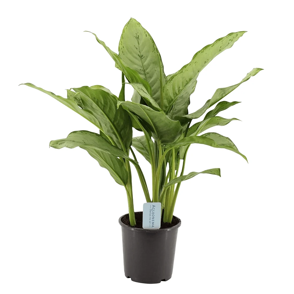 Aglaonema Freedman, frunze verzi si argintii, planta tropicala de interior, usor de ingrijit, purificatoare de aer - 80 cm