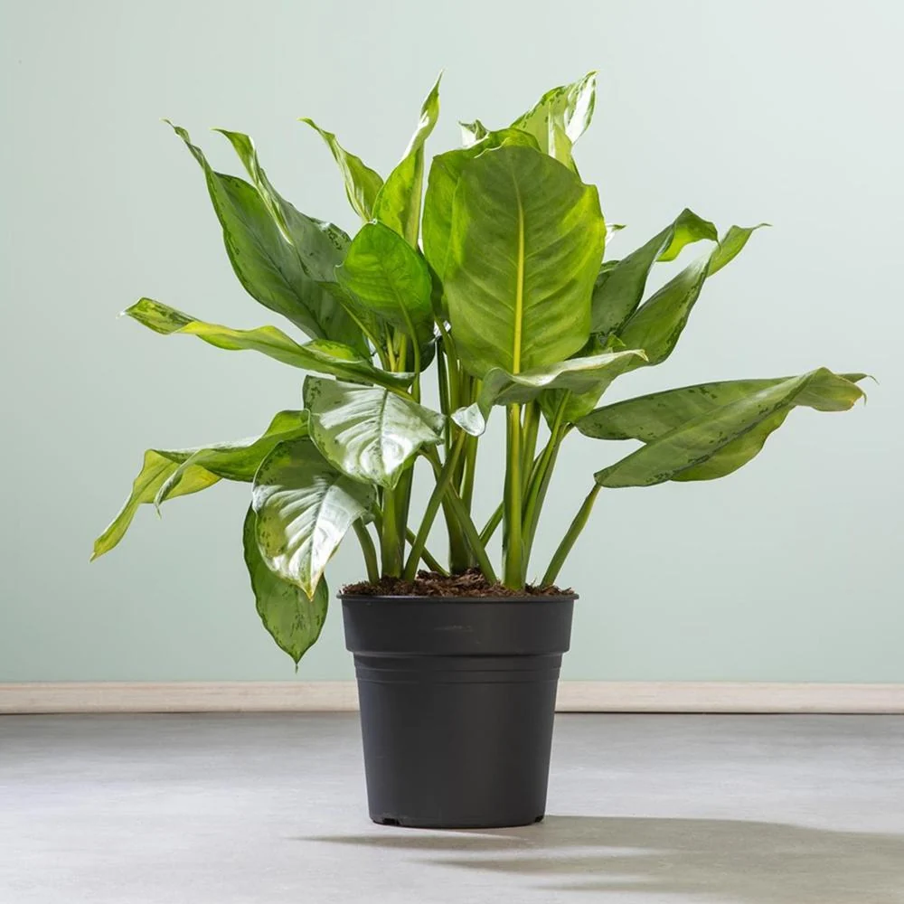Aglaonema Freedman, frunze verzi si argintii, planta tropicala de interior, usor de ingrijit, purificatoare de aer - 80 cm