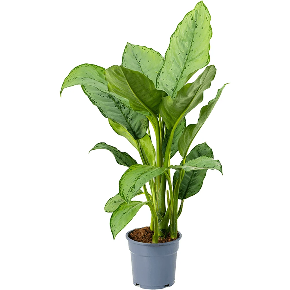 Aglaonema Freedman, frunze verzi si argintii, planta tropicala de interior, usor de ingrijit, purificatoare de aer - 70 cm