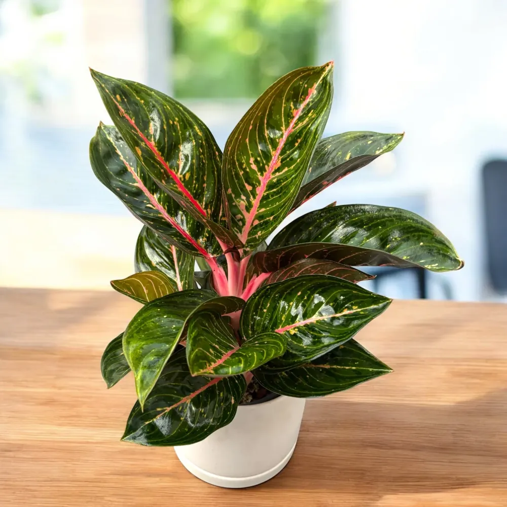 Aglaonema ‘Garnet Coltrane’ - planta exotica cu frunzis rosu-rubiniu spectaculos