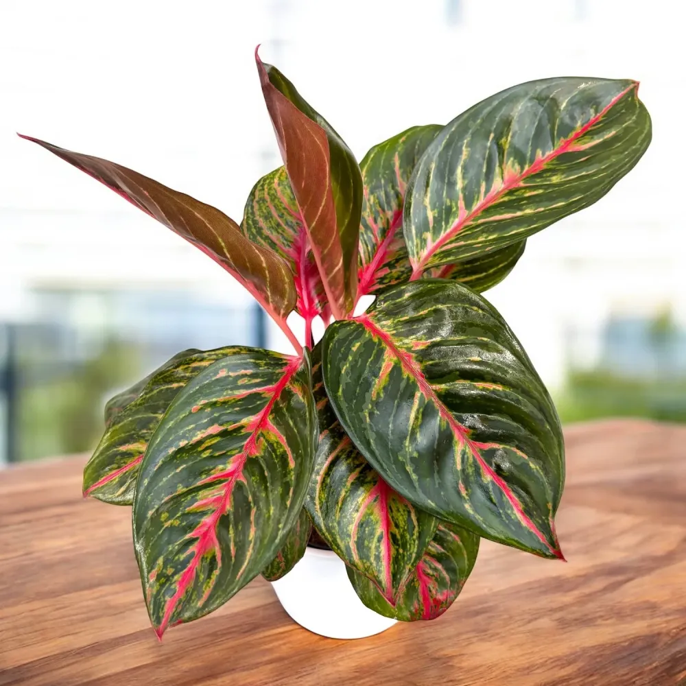 Aglaonema ‘Garnet Coltrane’ - planta exotica cu frunzis rosu-rubiniu spectaculos