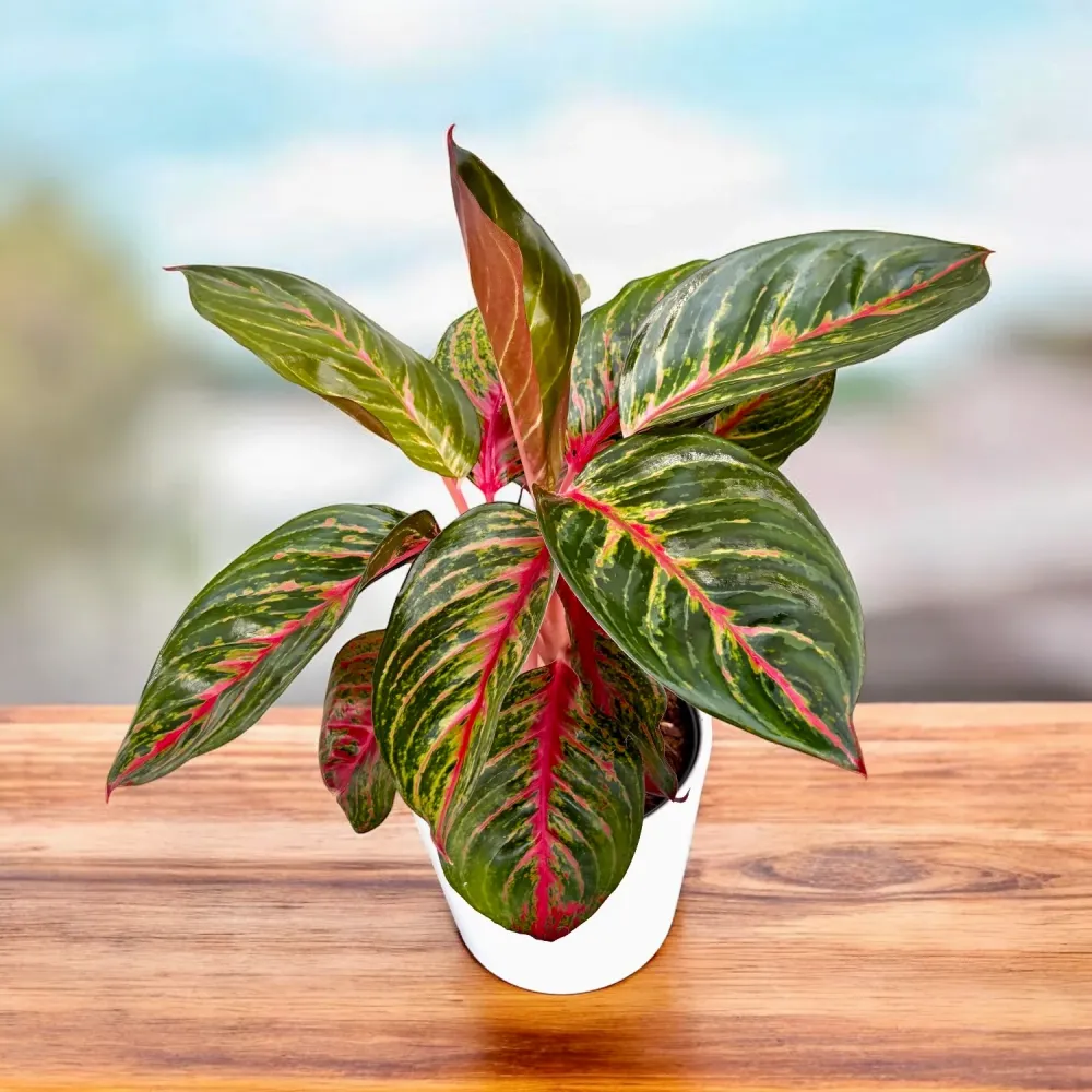 Aglaonema ‘Garnet Coltrane’ - planta exotica cu frunzis rosu-rubiniu spectaculos