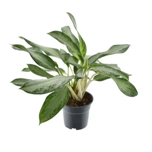 Aglaonema 'Golden Bay' - exemplare XL (2-3 plante/ghiveci)