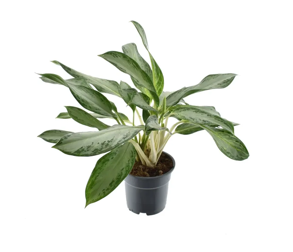 Aglaonema 'Golden Bay' - exemplare XL (2-3 plante/ghiveci)