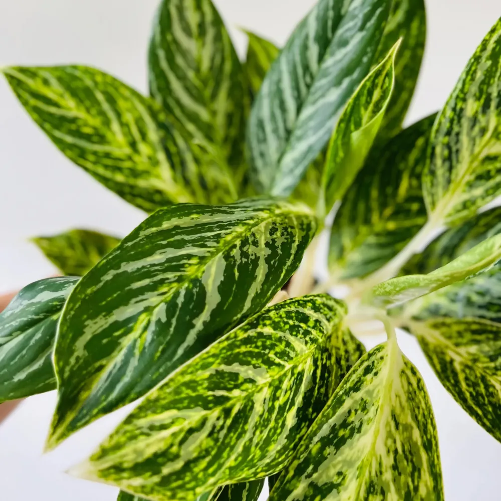 Aglaonema 'Golden Madonna'