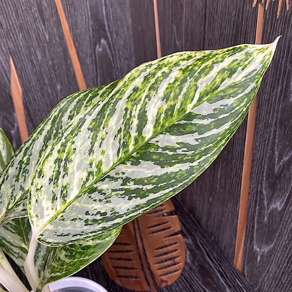 Aglaonema 'Golden Madonna'