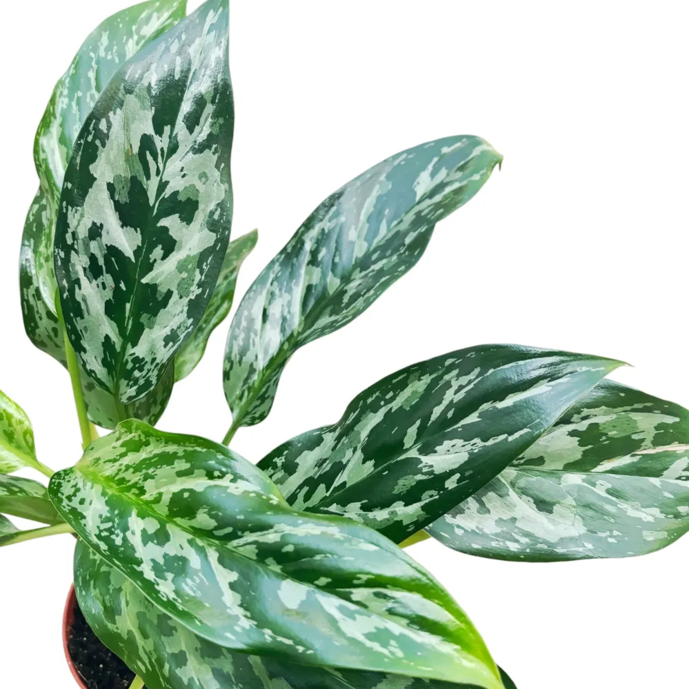 Aglaonema ‘Green Lady’ D9