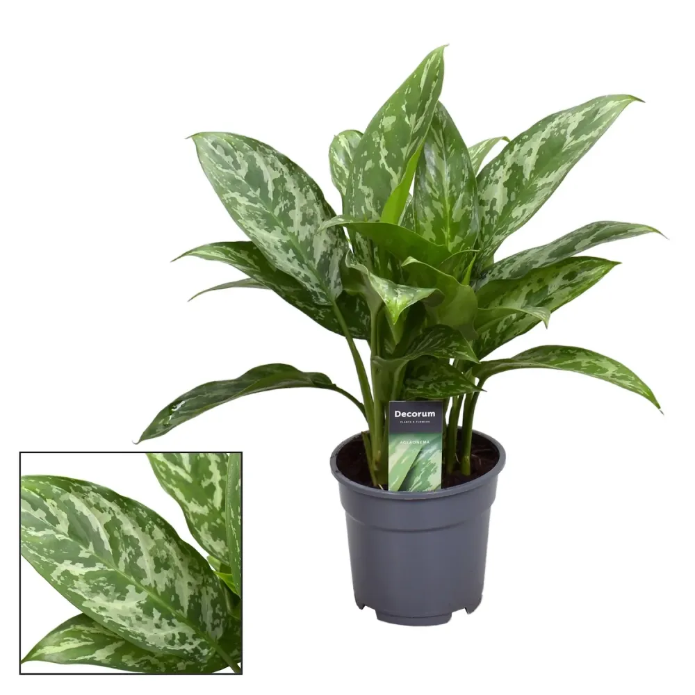 Aglaonema 'Green Lady' - exemplare XL (2 plante/ghiveci)
