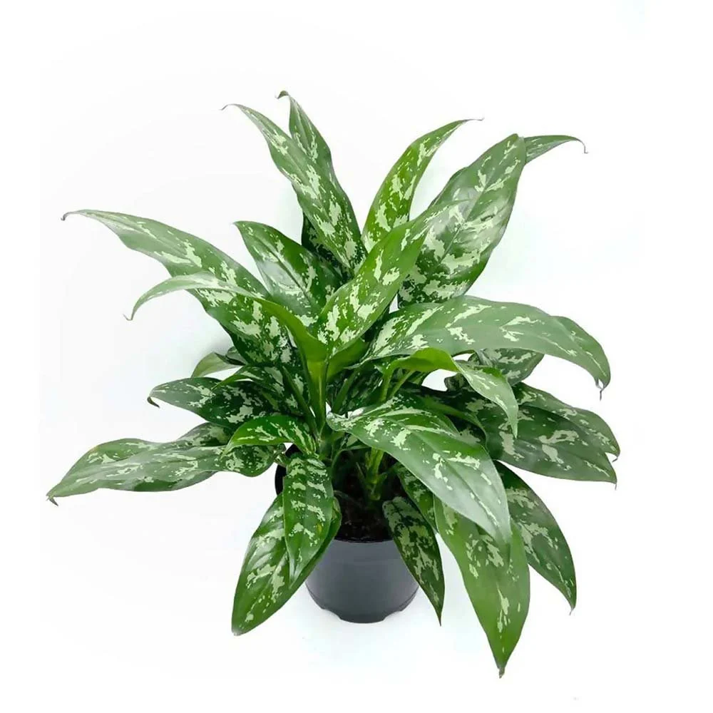 Aglaonema Green Lady, 35 cm, cu frunze verzi-albe, planta tropicala exotica, purificatoare de aer, usor de ingrijit