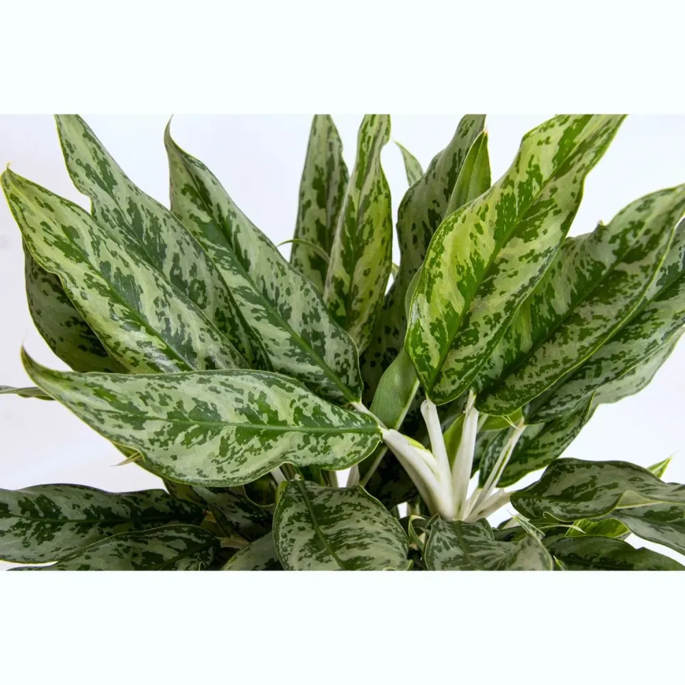 Aglaonema 'Greyhound' 2 plante/ghiveci