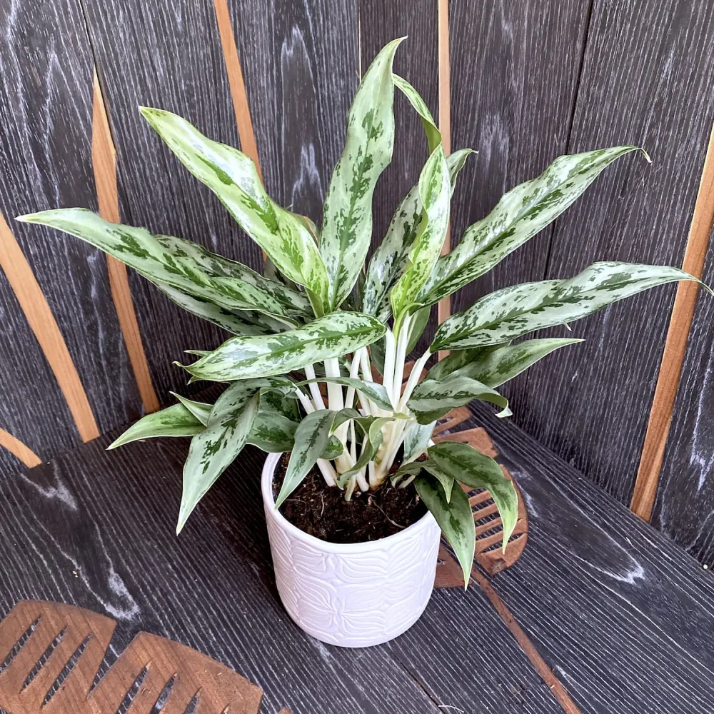 Aglaonema 'Greyhound' 2 plante/ghiveci