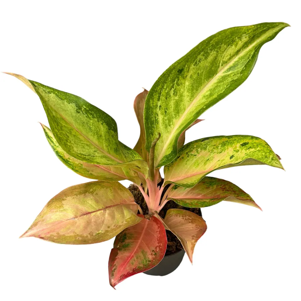 Aglaonema 'Guave Pink'