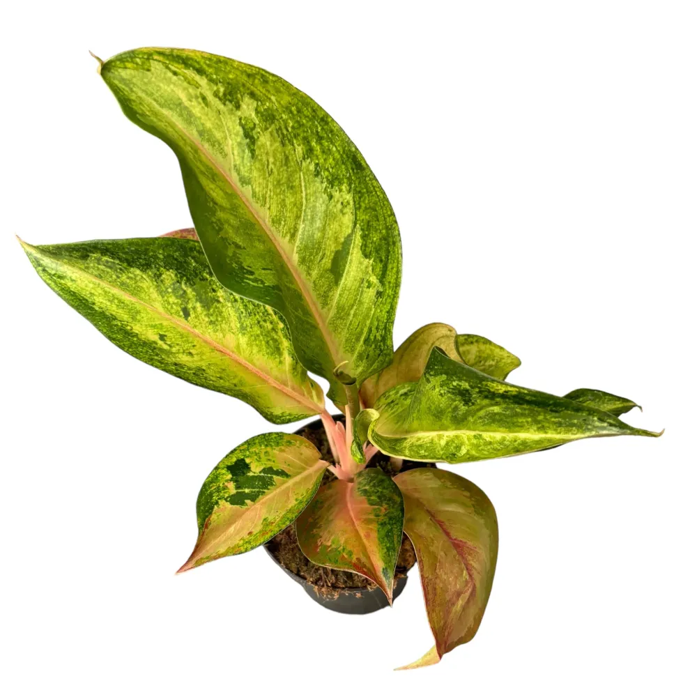 Aglaonema 'Guave Pink'