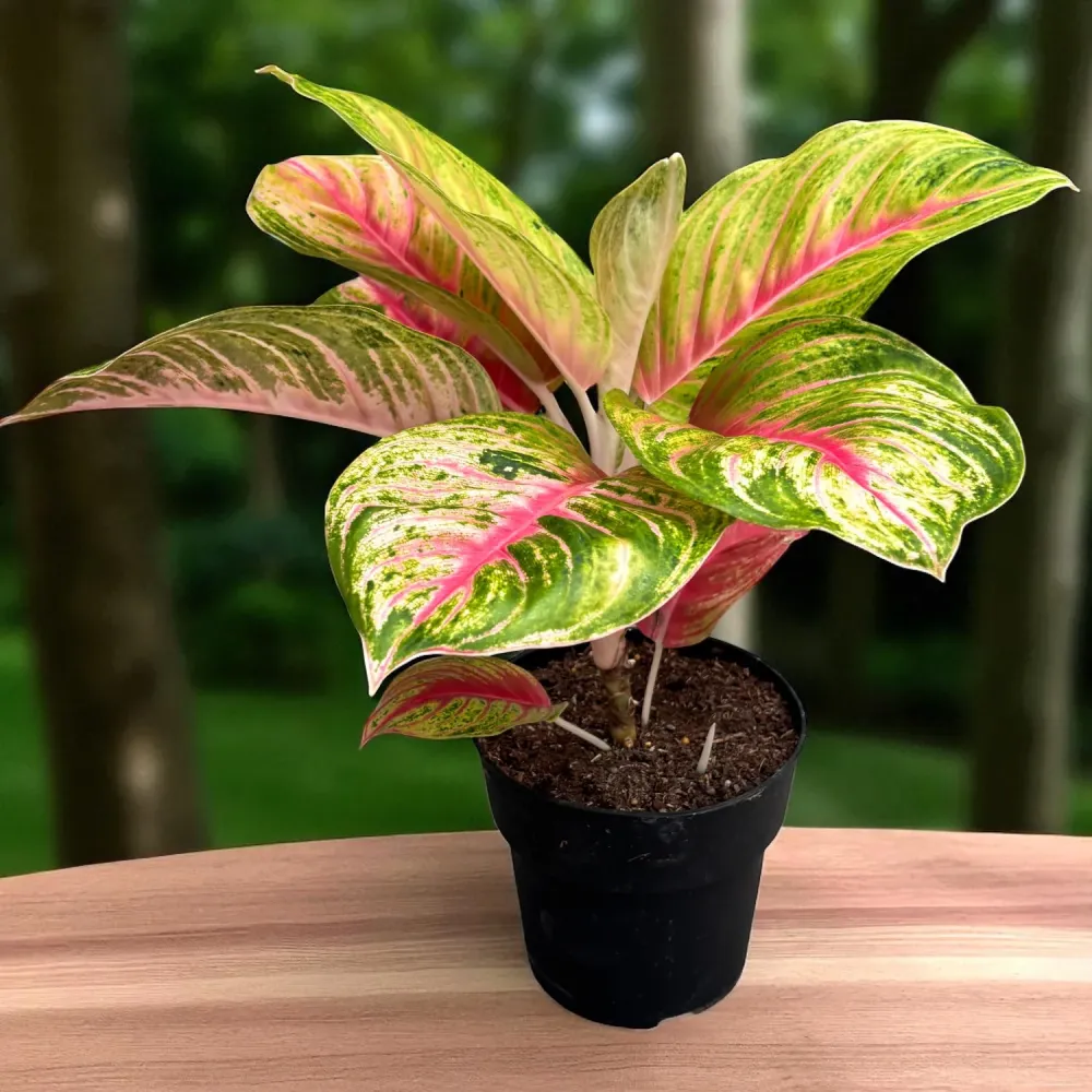Aglaonema Iguana Red - exemplare XL