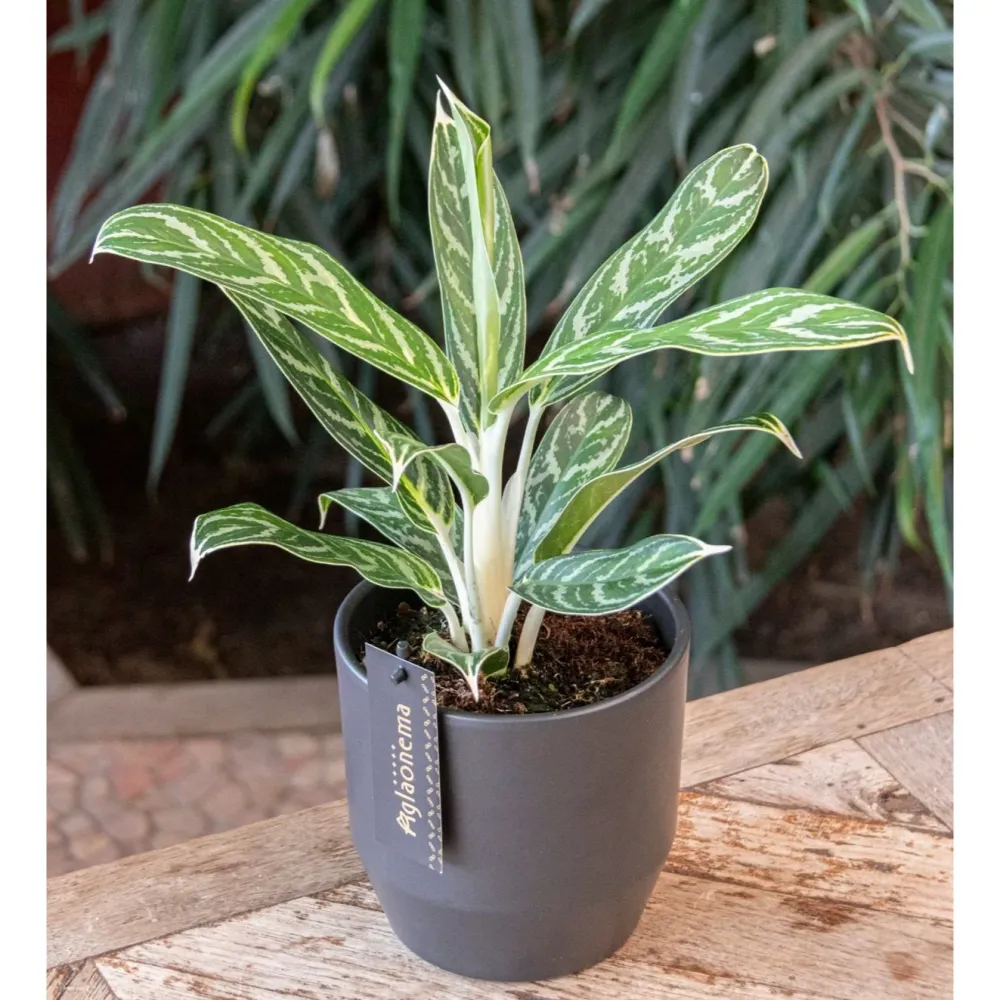 Aglaonema 'Ivy Green'