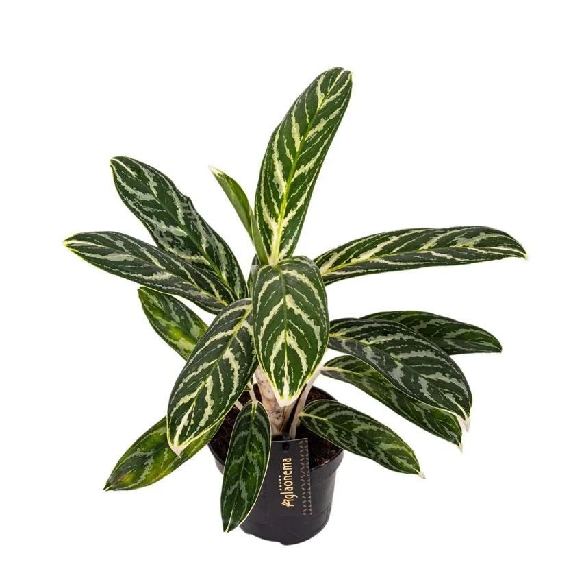 Aglaonema 'Ivy Green'