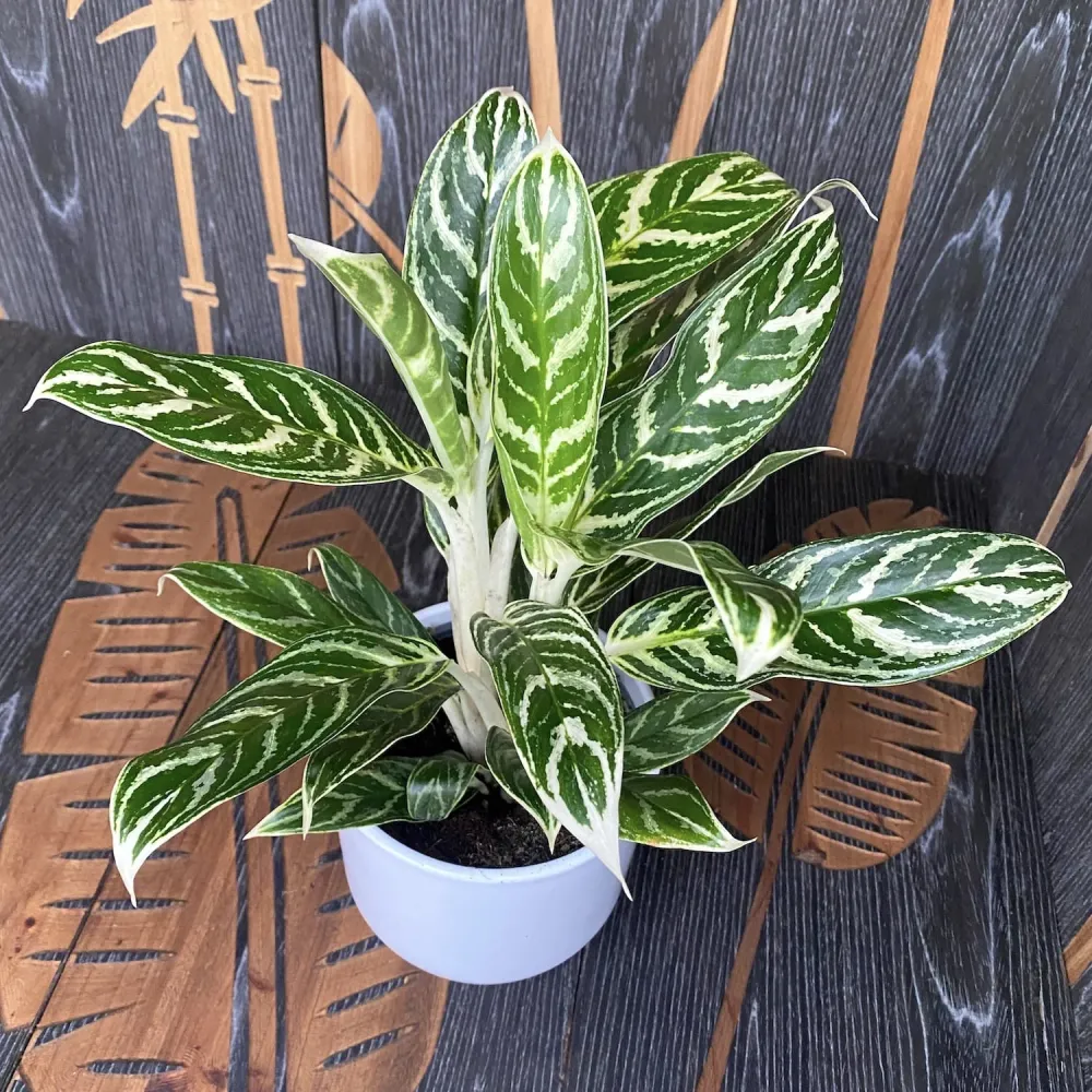 Aglaonema 'Ivy Green'
