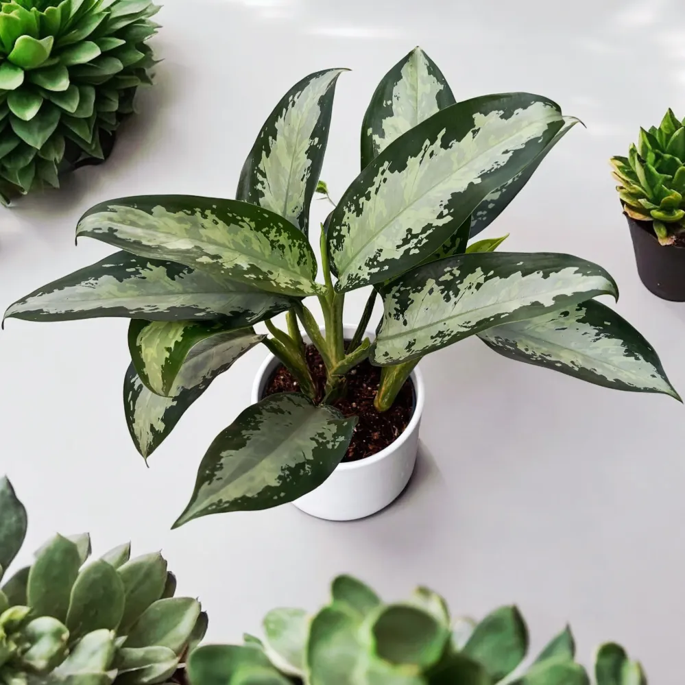 Aglaonema 'Jubilee Petit'