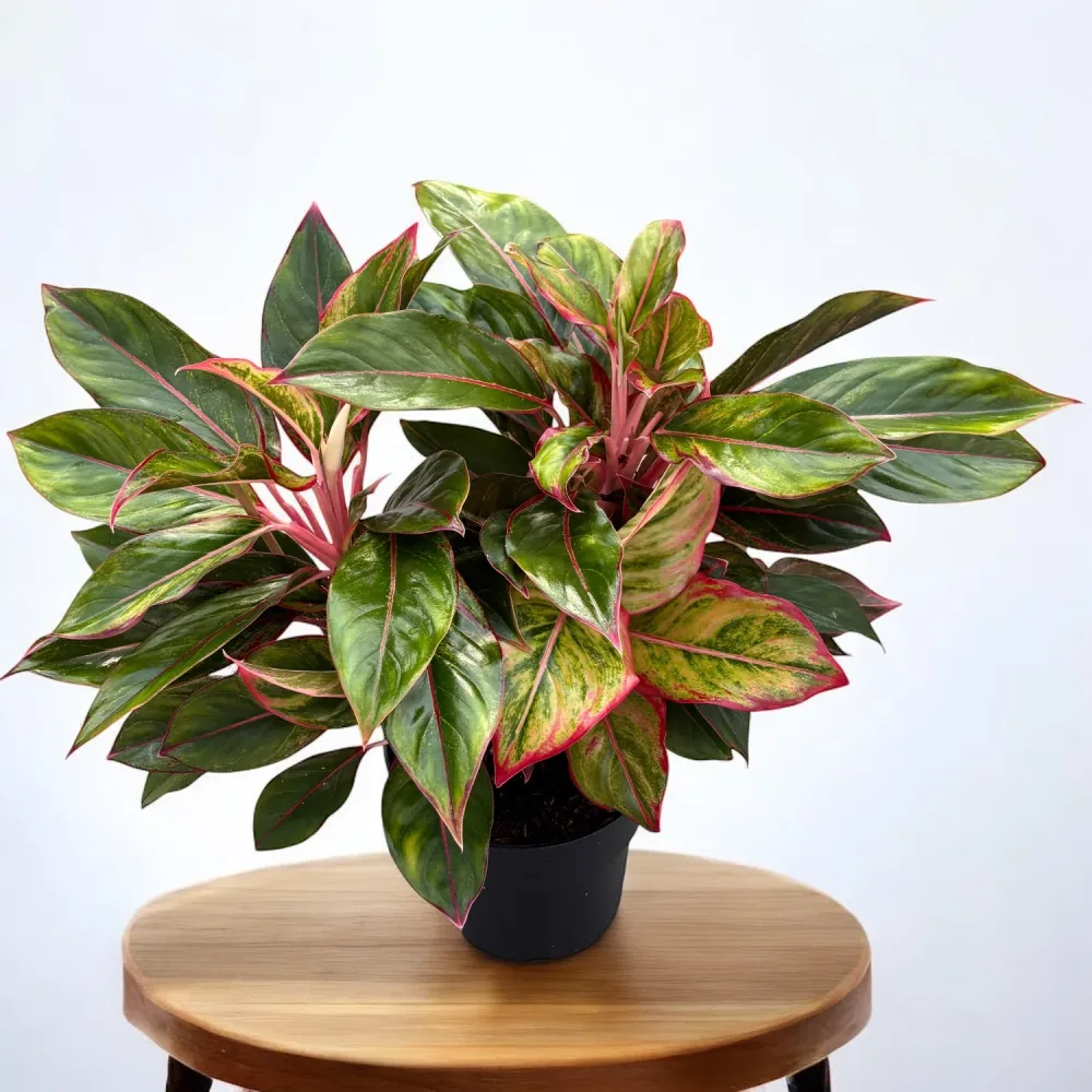 Aglaonema 'Jungle Red' - exemplare XXL