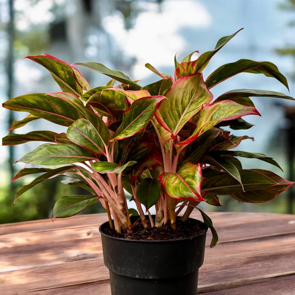 Aglaonema 'Jungle Red' - exemplare XXL