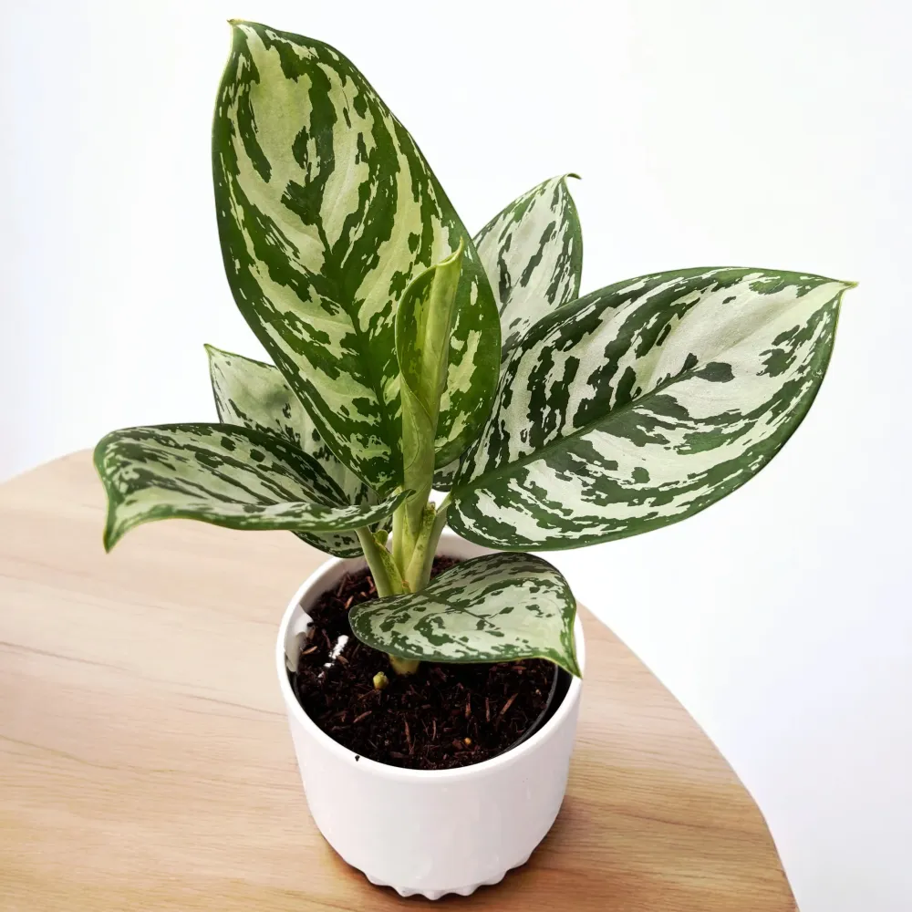 Aglaonema 'Jungle Silver'