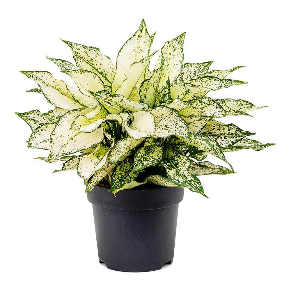 Aglaonema Kiwi, 30 cm, cu frunze albe si margini verde-lime, planta tropicala exotica, purificatoare de aer, usor de ingrijit