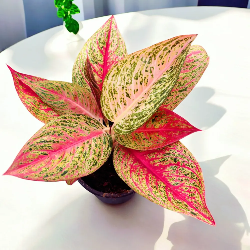 Aglaonema 'Legacy'