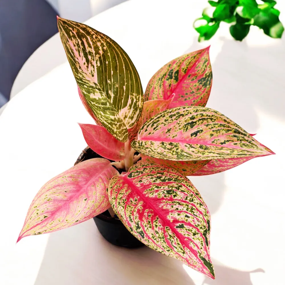 Aglaonema 'Legacy'