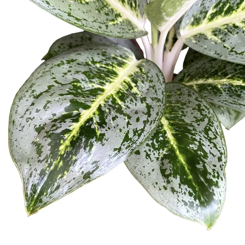 Aglaonema 'Lemont Mint'