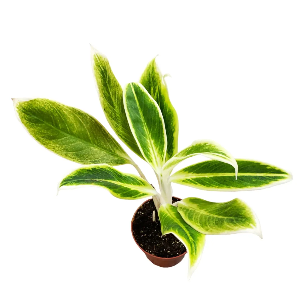 Aglaonema 'Lipstick Green' D9