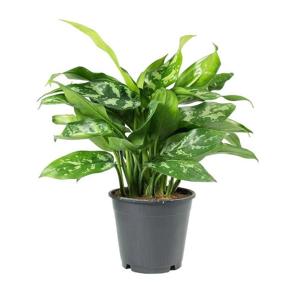 Aglaonema Maria, 50 cm, cu frunze verzi-argintii, planta tropicala exotica, purificatoare de aer, usor de ingrijit
