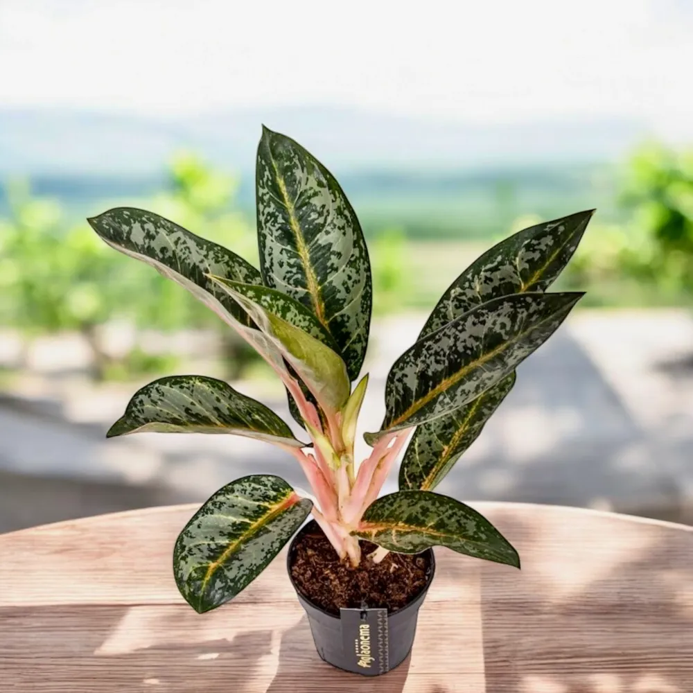 Aglaonema ‘Orange Flame’ – explozie tropicala de culori calde si vibrante