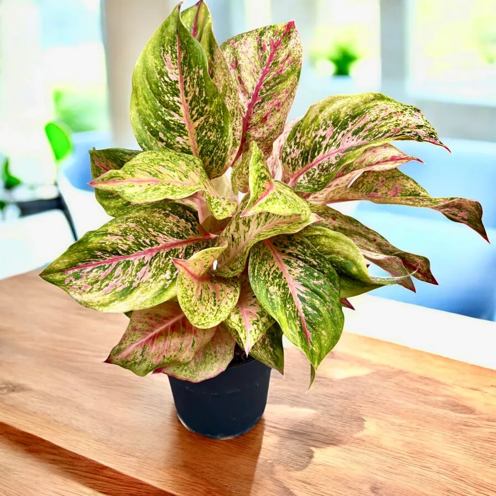 Aglaonema Painted Celebration - exemplare XL