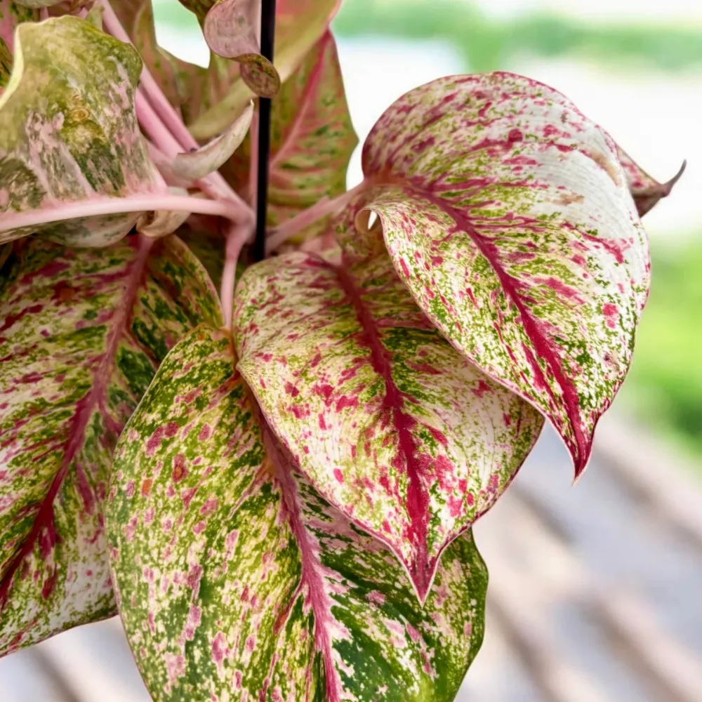 Aglaonema Painted Celebration - exemplare XL