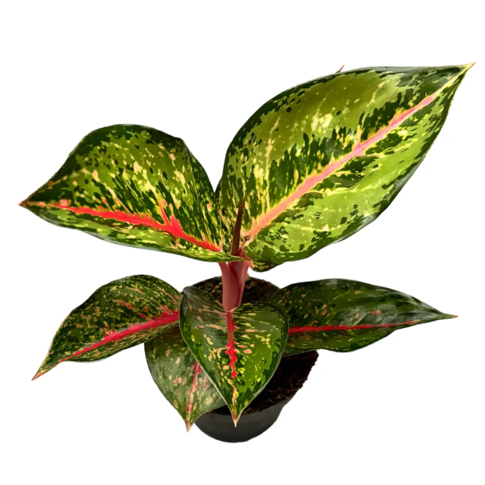 Aglaonema ’Paradise Red’