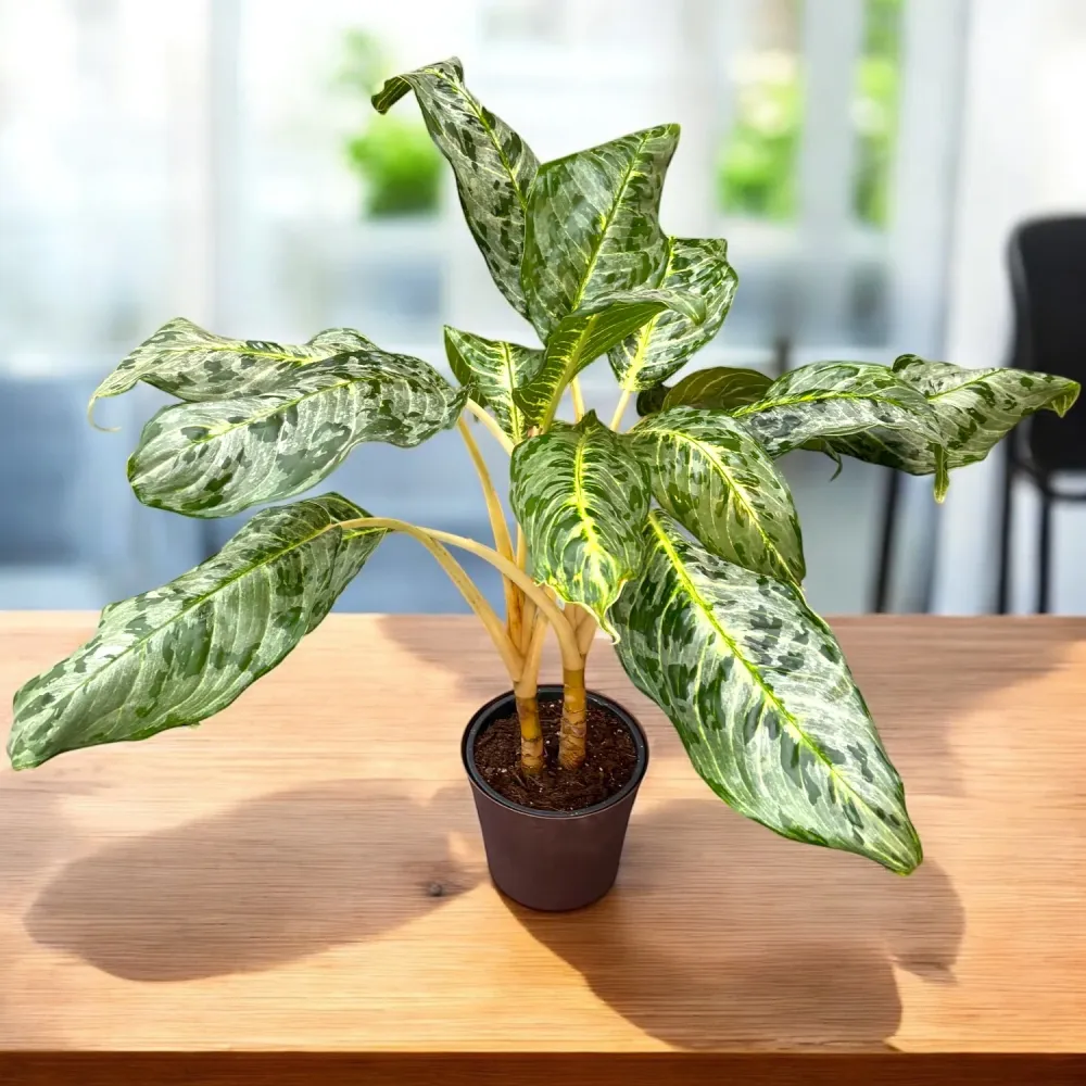 Aglaonema ‘Peacock’ – frunzis tropical cu pattern spectaculos, varianta XL