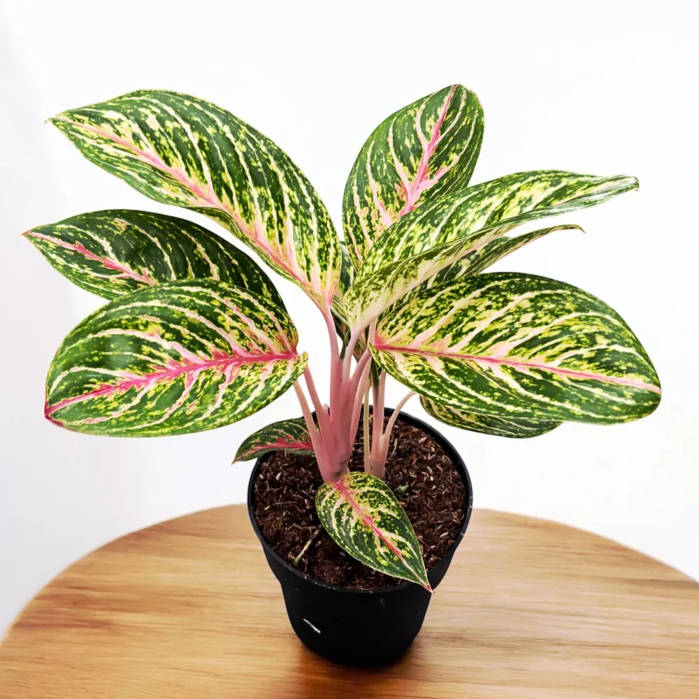 Aglaonema Pepper Bells 2pp - exemplare XL