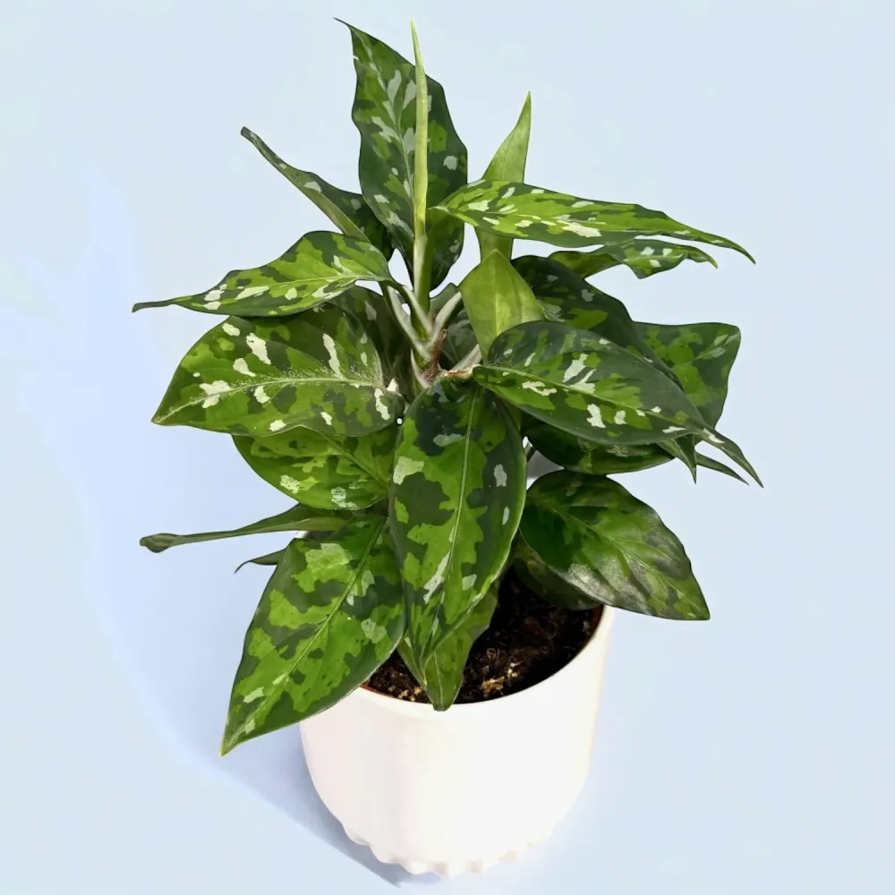 Aglaonema pictus ‘Tricolor’ (bush) D12