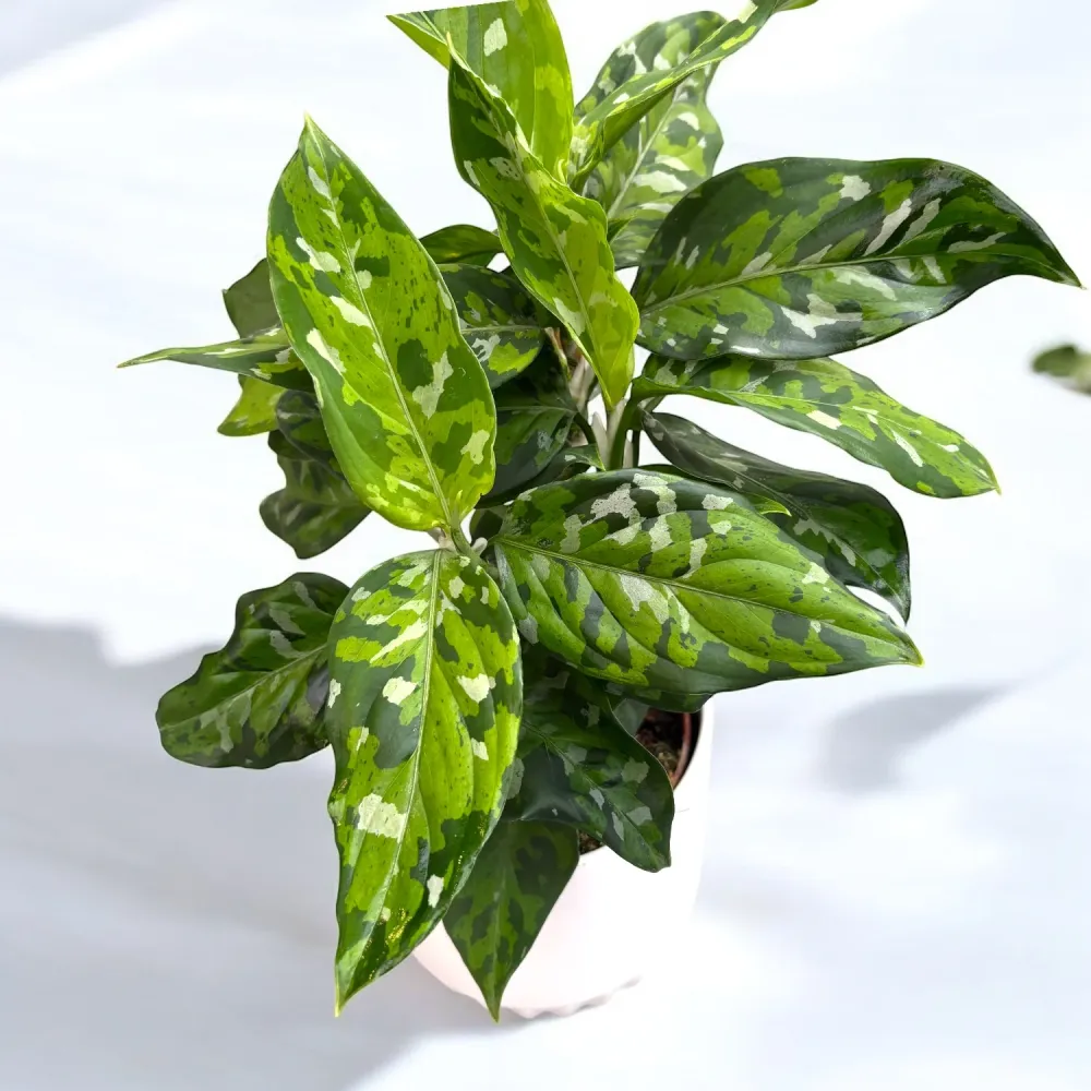 Aglaonema pictus ‘Tricolor’ (bush) D12