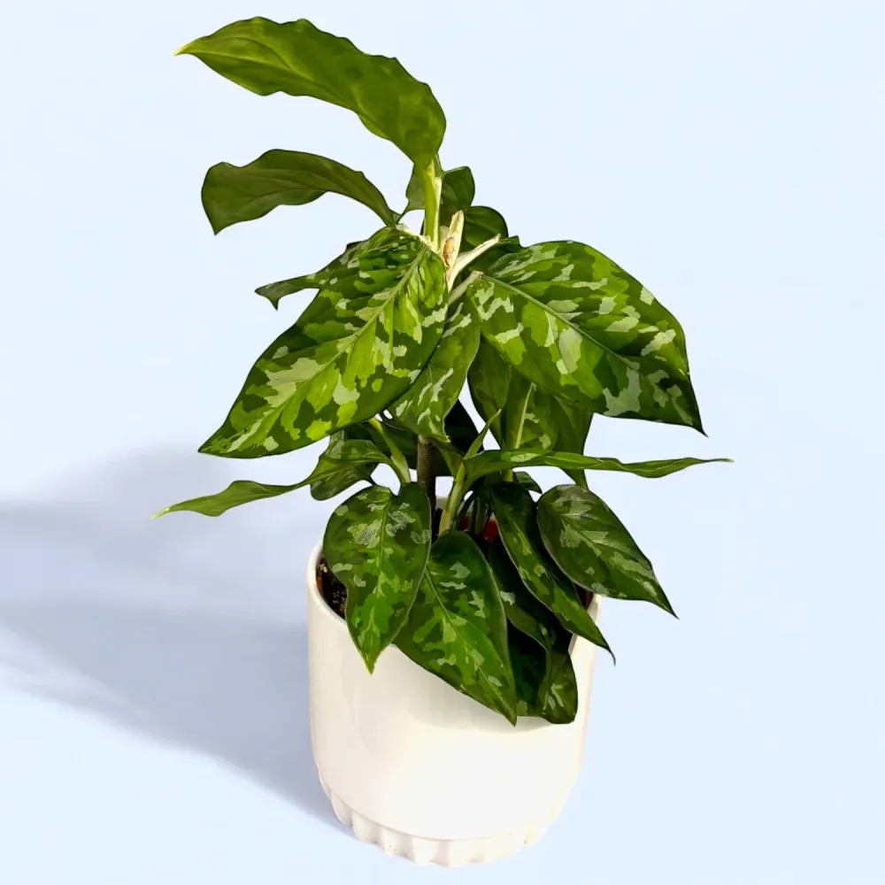 Aglaonema pictus ‘Tricolor’ (bush) D12