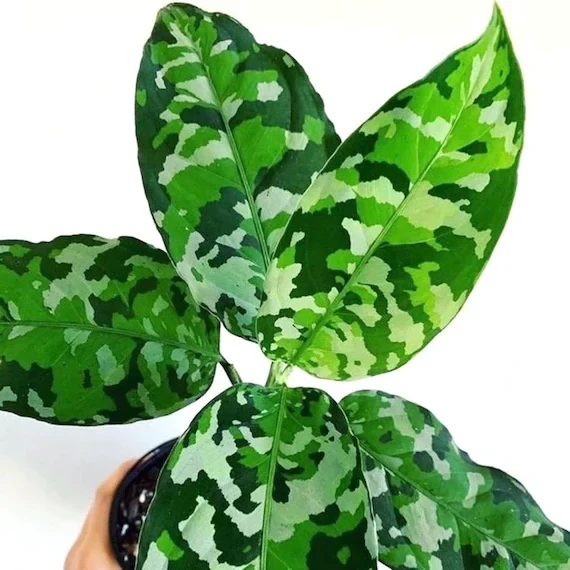 Aglaonema pictus ‘Tricolor’ D10